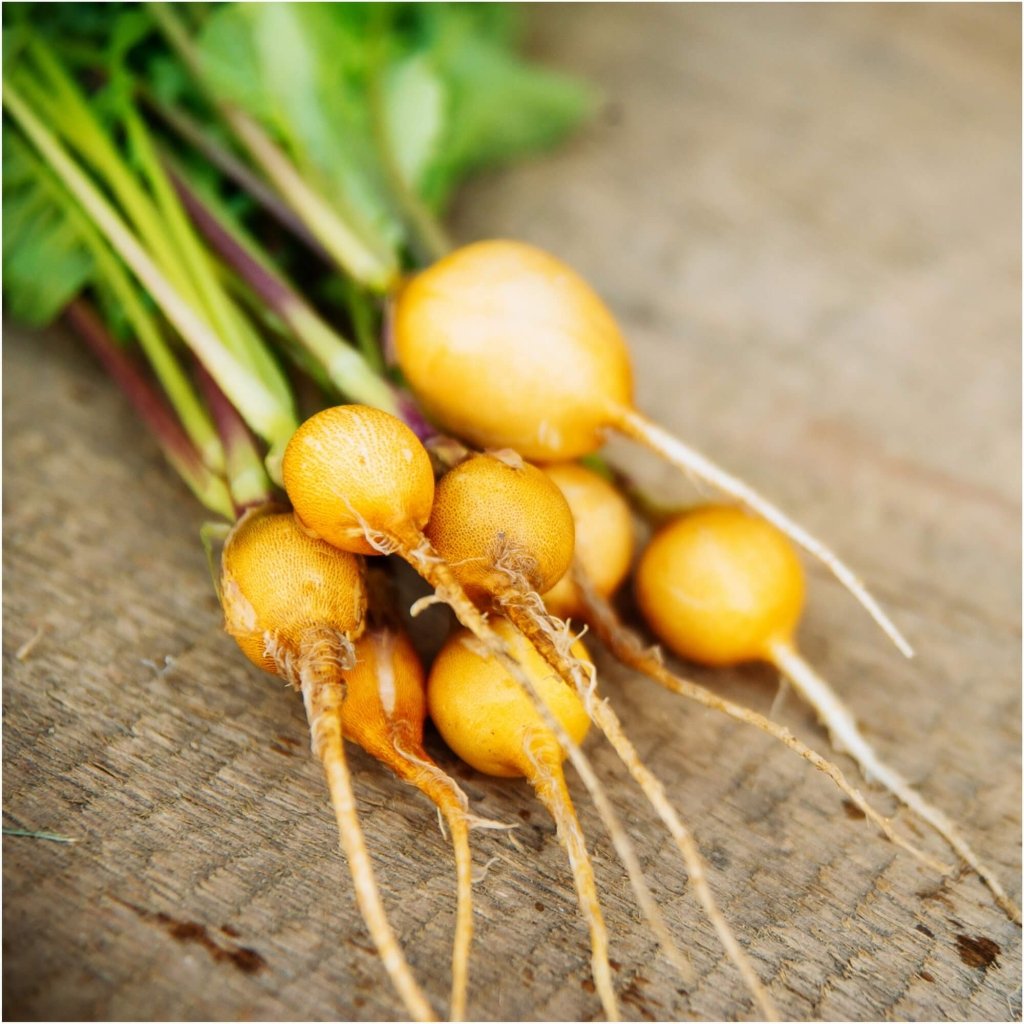 Radish - Golden seeds - Happy Valley Seeds