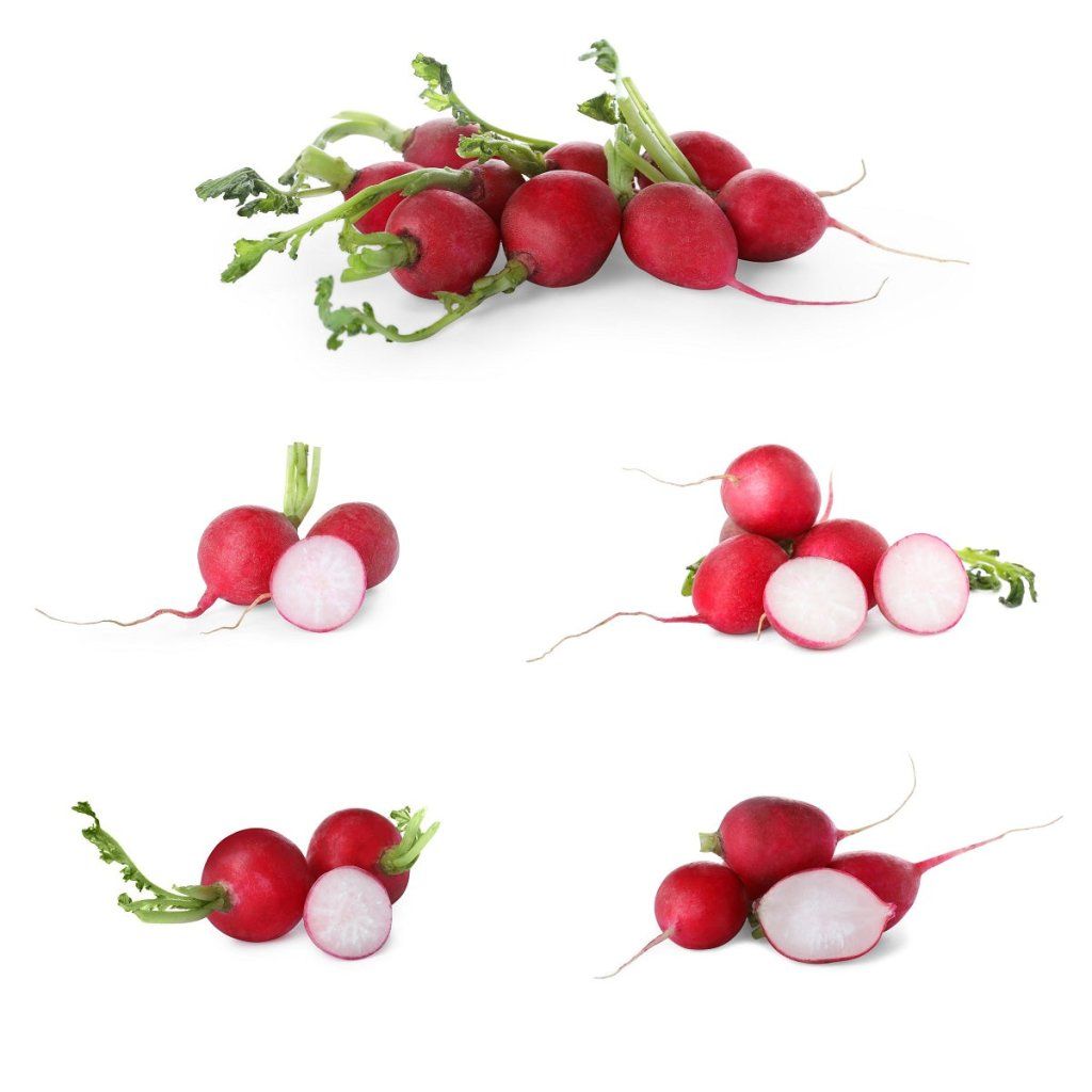 Radish - Jutrzenka seeds - Happy Valley Seeds