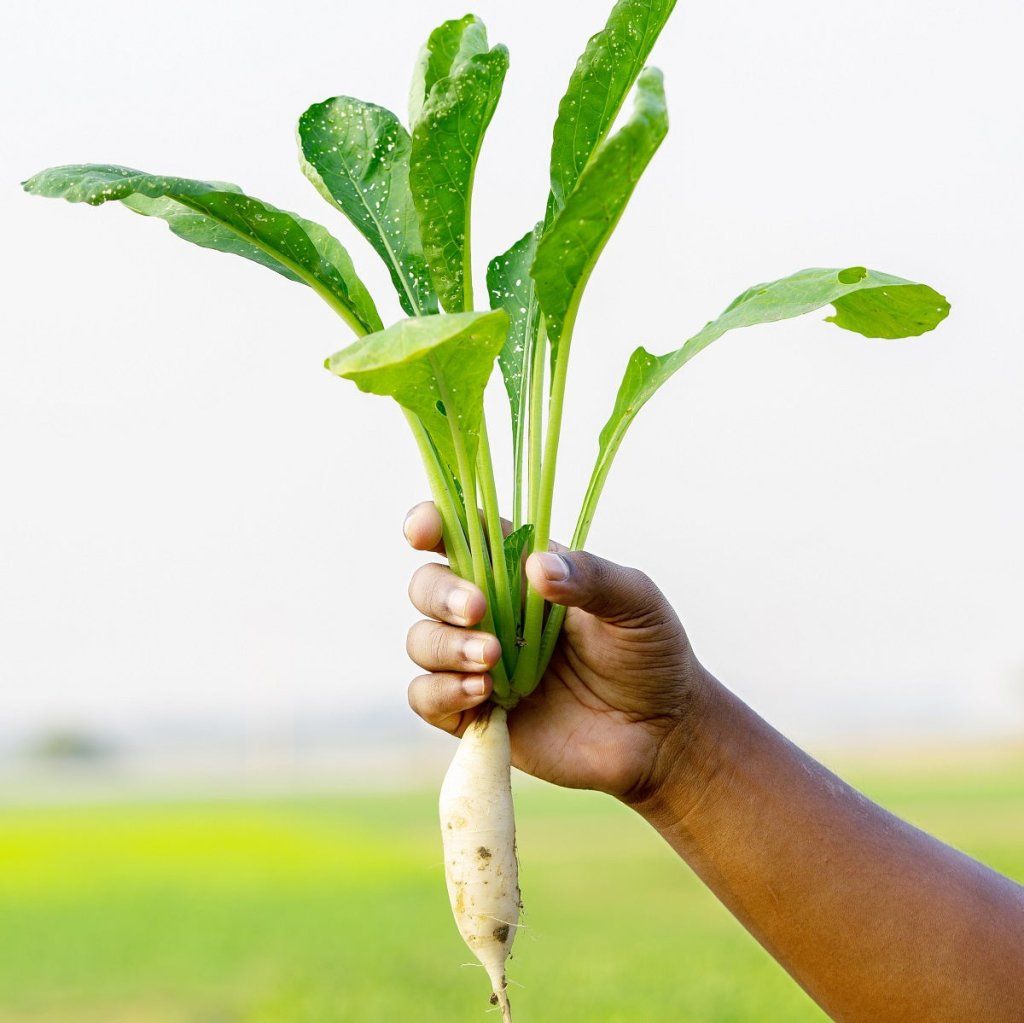 Radish - Kaiware seeds - Happy Valley Seeds