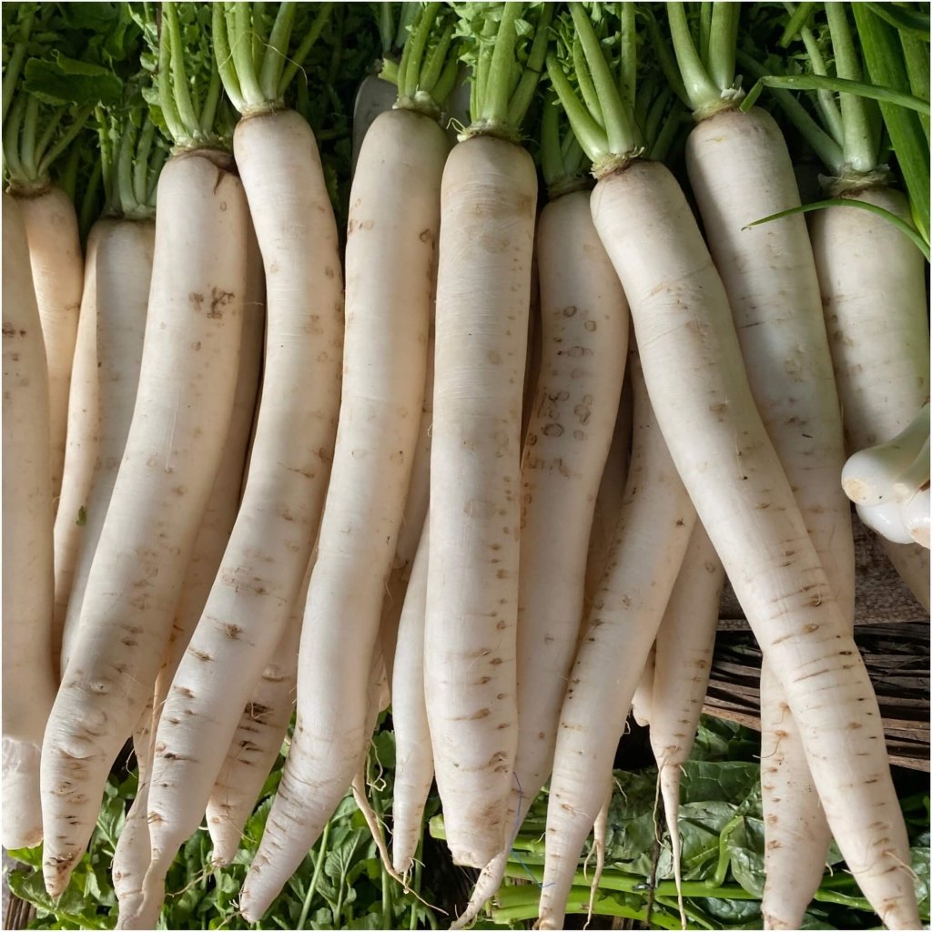 Radish - Mino Early Long White seeds - Happy Valley Seeds