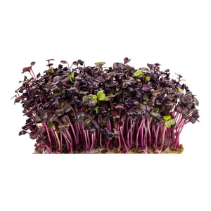 Radish Sango seeds (Sprout)