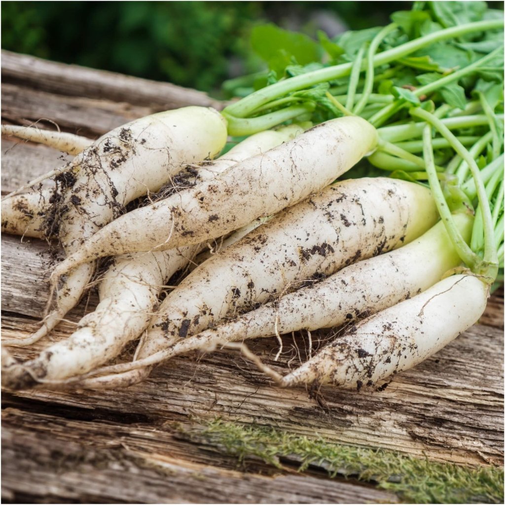 Radish - White Icicle seeds - Happy Valley Seeds