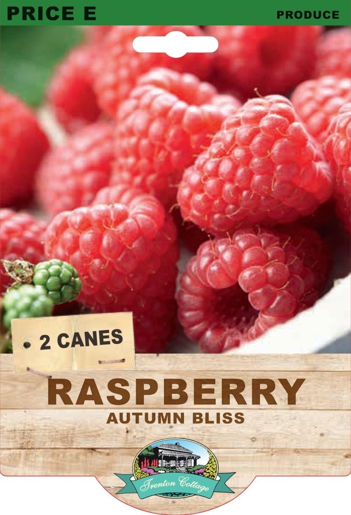 Raspberry - Autumn Bliss (Pack of 2 Canes) - Happy Valley Seeds