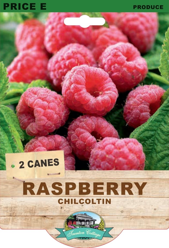 Raspberry - Chilcoltin (Pack of 2 Canes) - Happy Valley Seeds