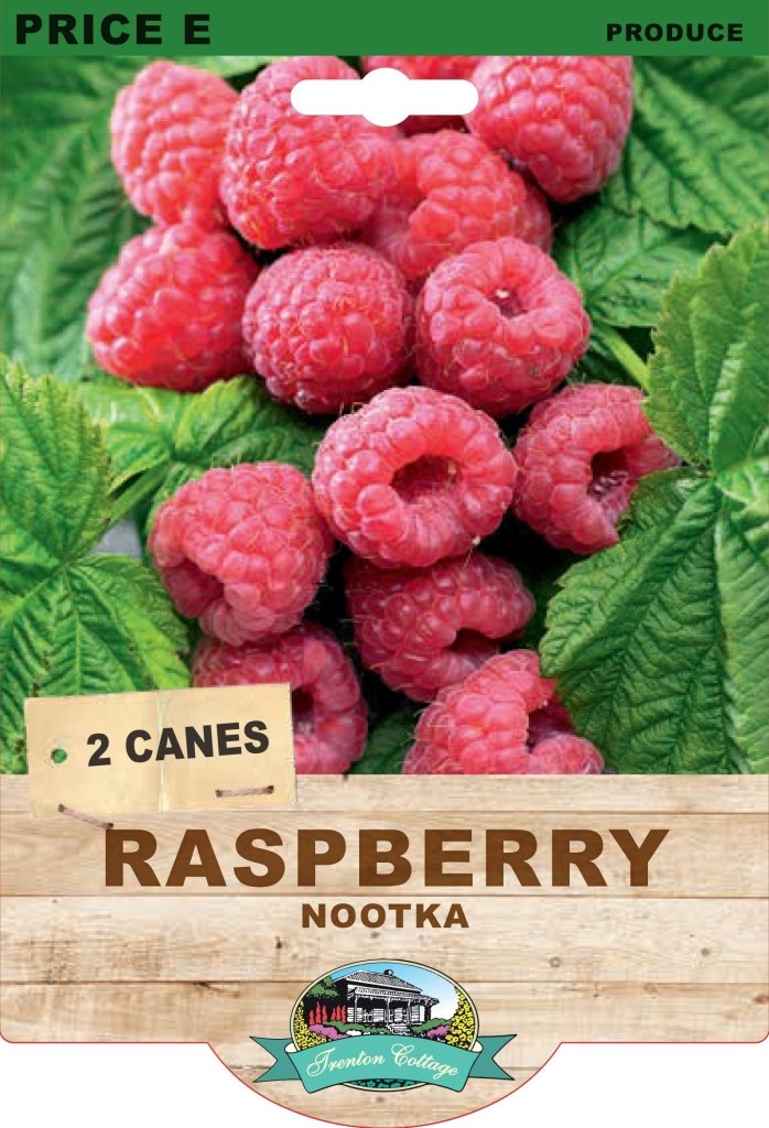 Raspberry - Nootka (Pack of 2 Canes) - Happy Valley Seeds