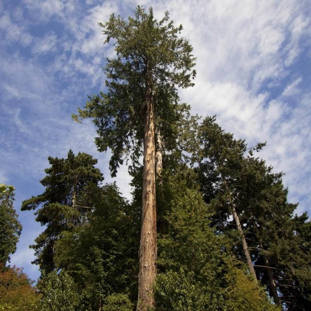 What Do Cedar Tree Seeds Look Like at Keith Flores blog