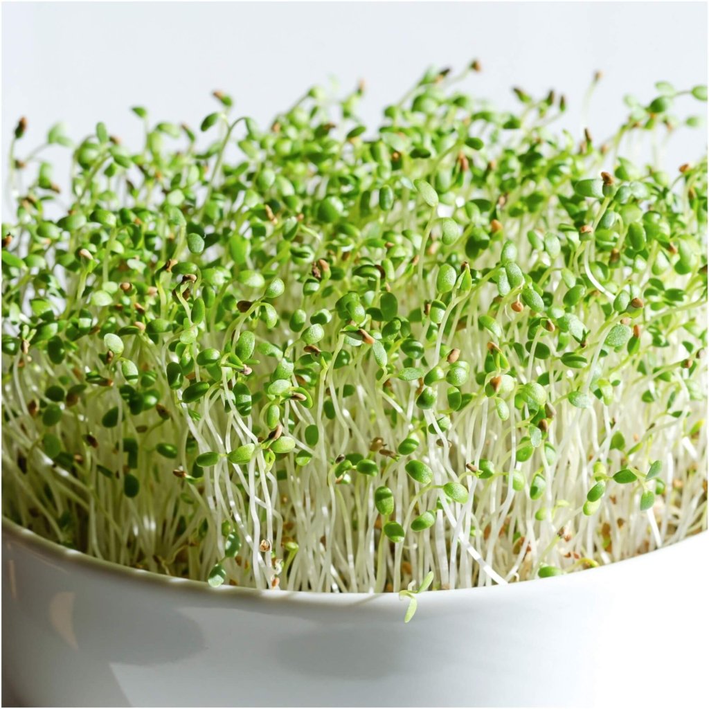 Red Clover seeds (Sprout) - Happy Valley Seeds