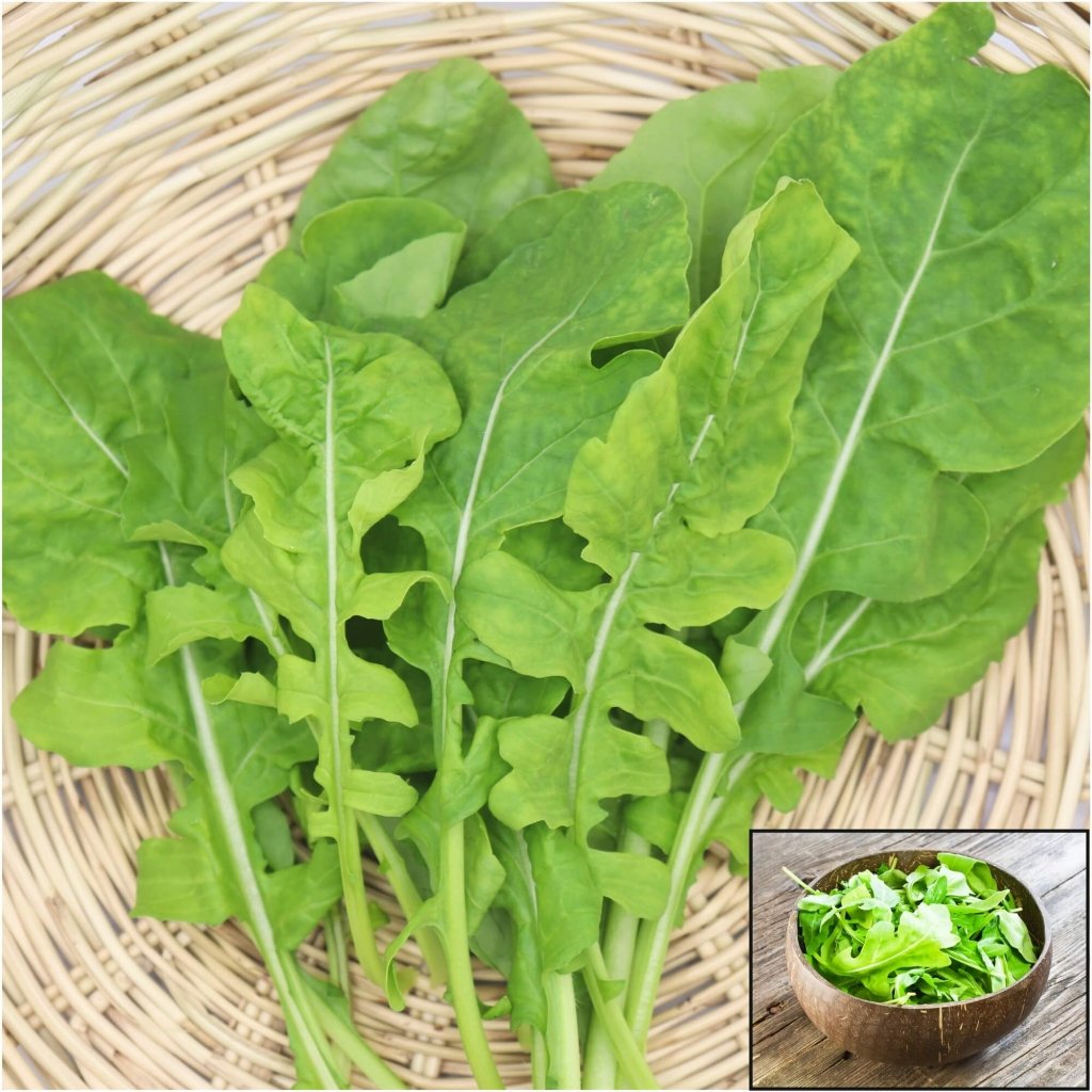 Rocket - Olivetta seeds - Happy Valley Seeds