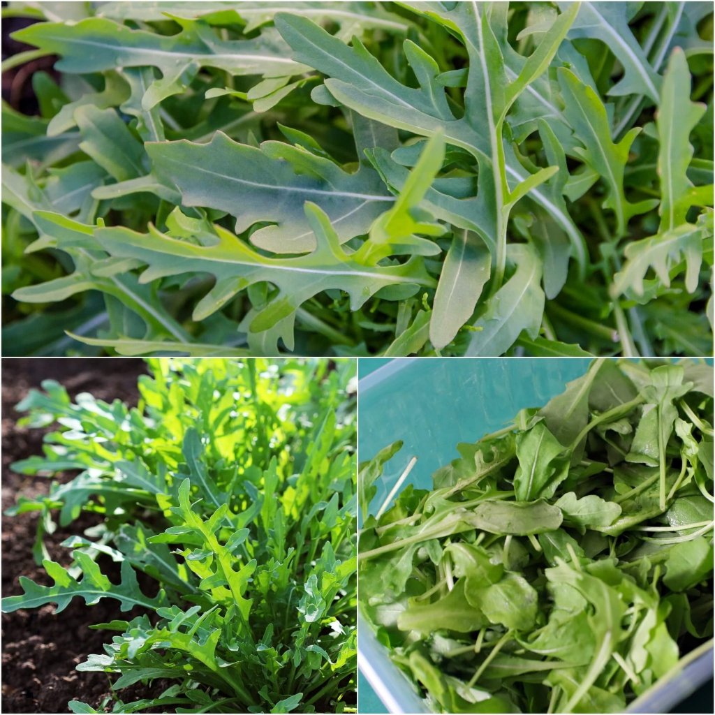 Rocket - Vitessa seeds - Happy Valley Seeds