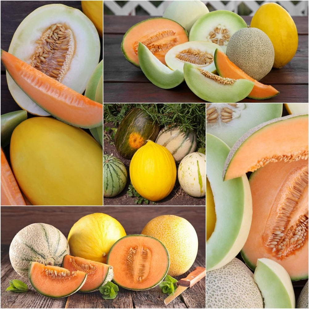Rckmelon Buy Rockmelon Heirloom Mix Seeds Online | Happy Valley Seeds