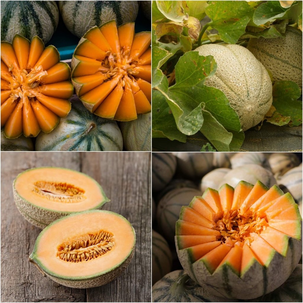 Rockmelon - Planters Jumbo seeds - Happy Valley Seeds