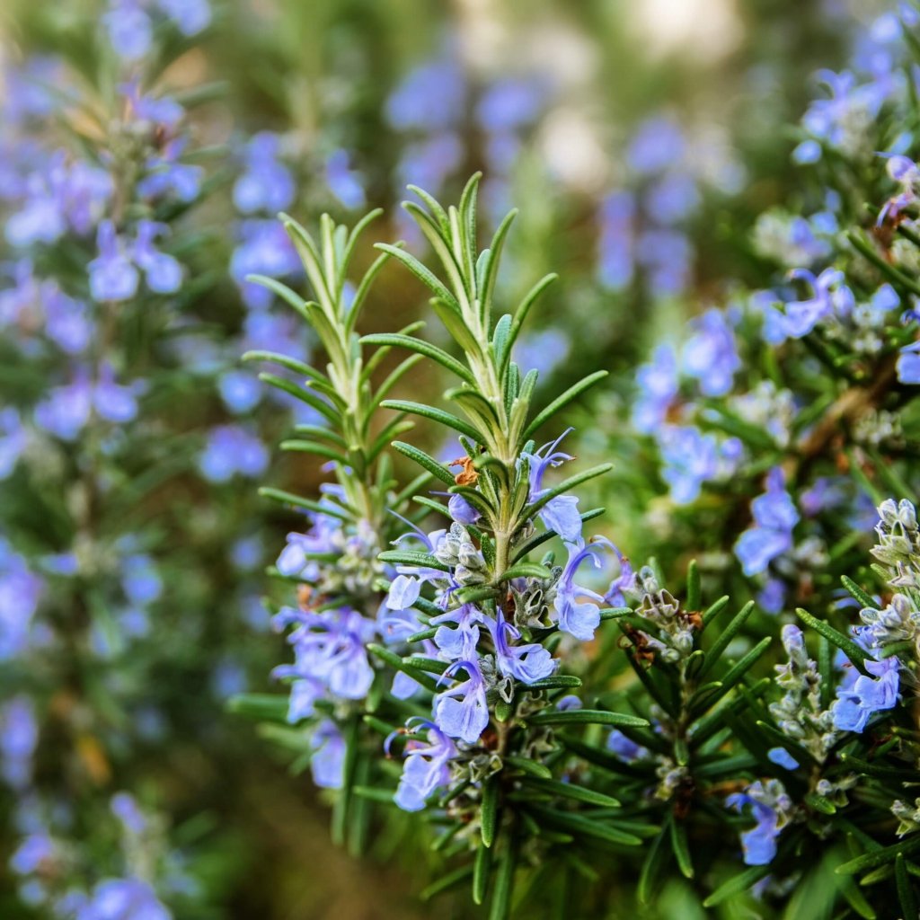 Rosemary seeds - Happy Valley Seeds