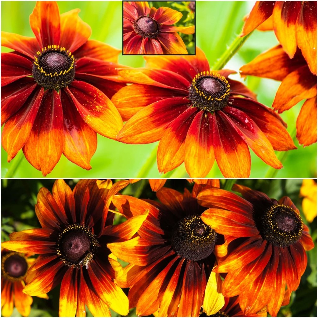 Rudbeckia - Autumn Colours seeds - Happy Valley Seeds