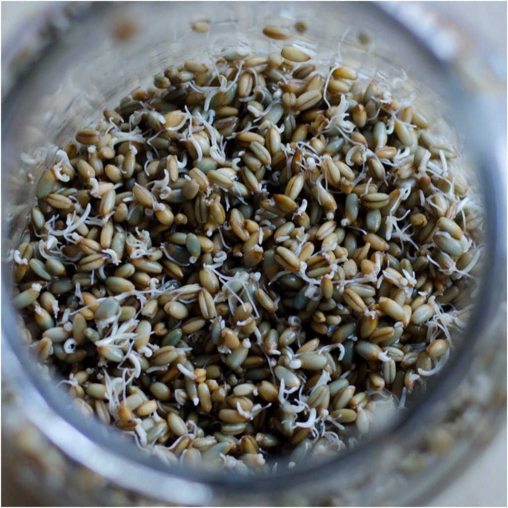Rye Grain (Microgreens) Seeds - Happy Valley Seeds