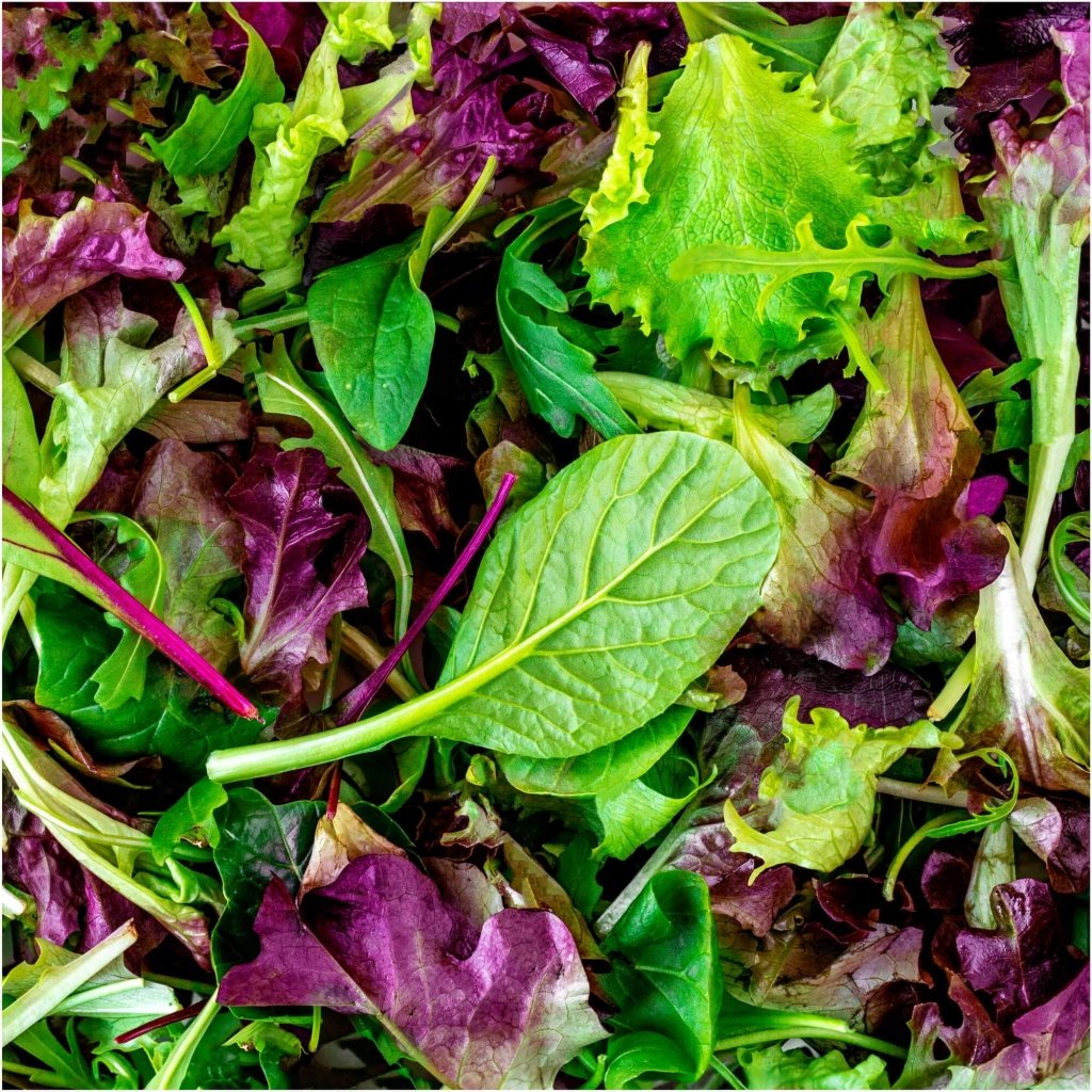 Salad Mix seeds - Happy Valley Seeds