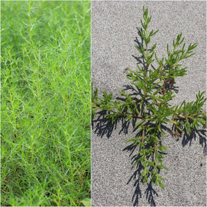 Saltwort seeds