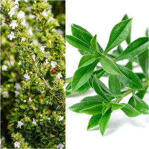 Savory Winter seeds