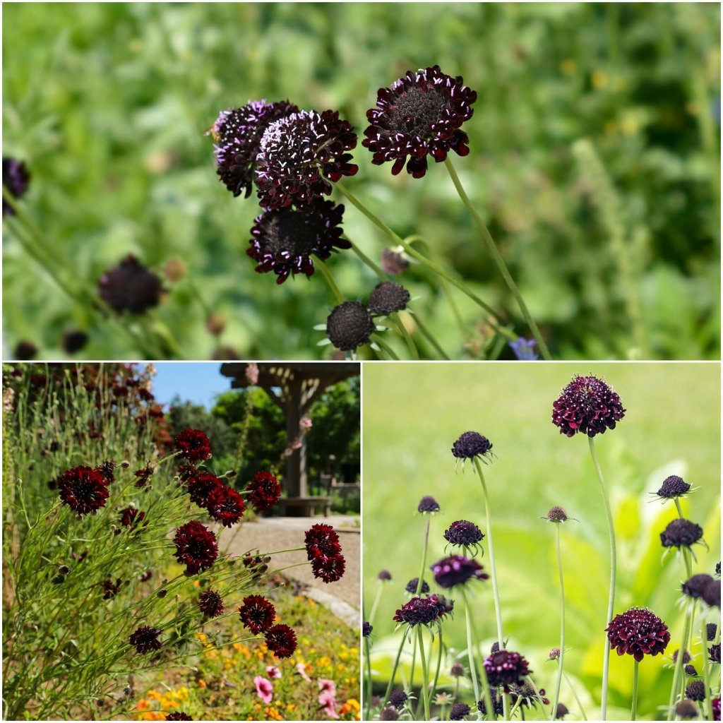 Scabiosa - Atro Black Knight Pincushion seeds - Happy Valley Seeds