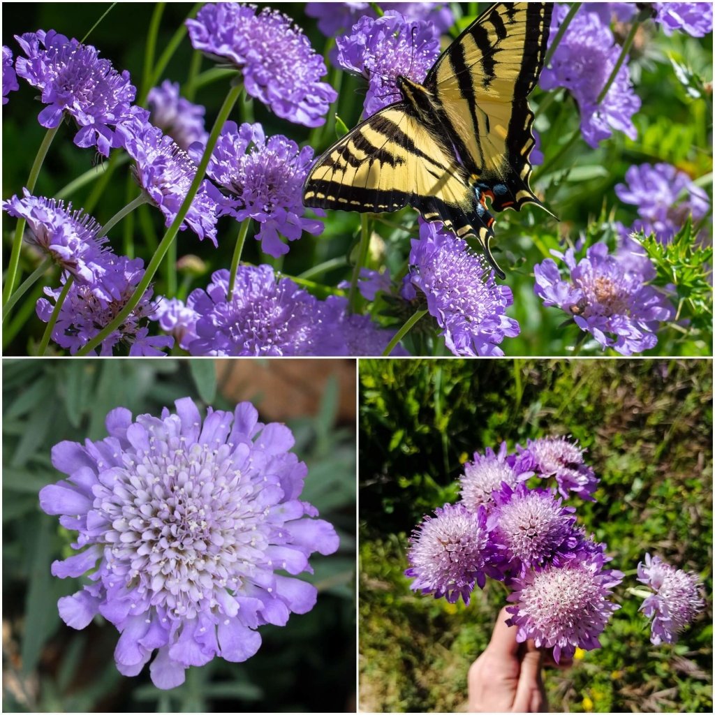 Scabiosa - Atro Blue Pincushion seeds - Happy Valley Seeds