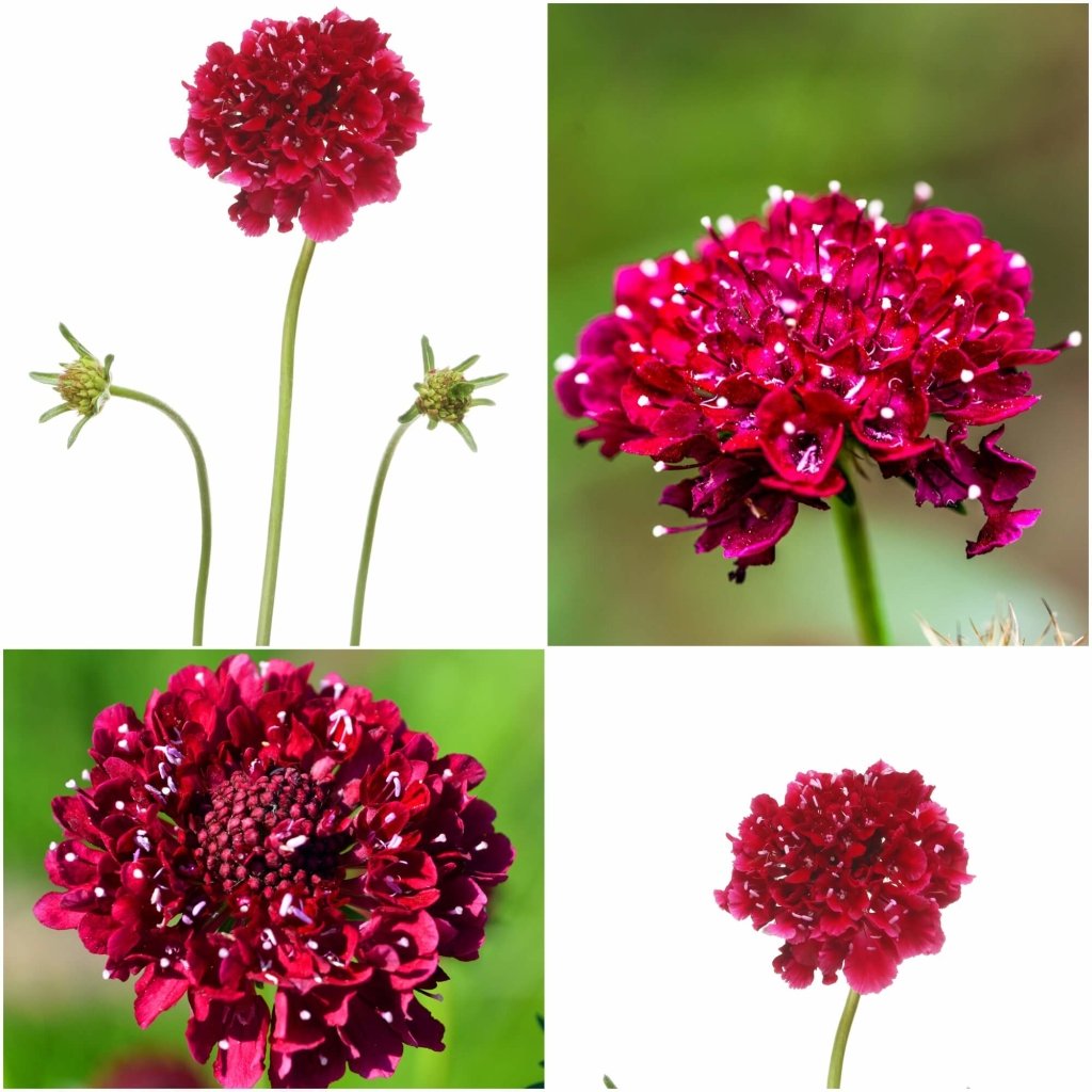 Scabiosa - Atro Fire (Fire King) Pincushion seeds - Happy Valley Seeds
