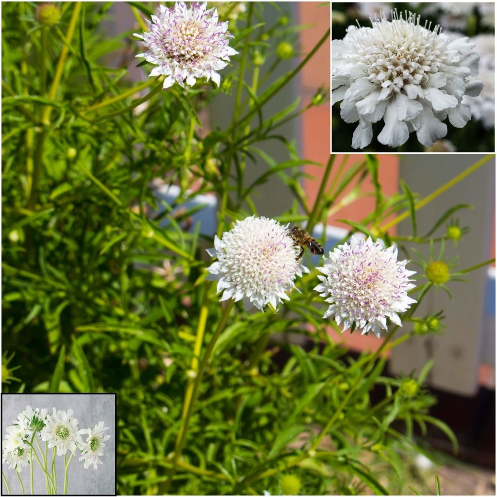 Scabiosa - Atro White Pincushion seeds - Happy Valley Seeds
