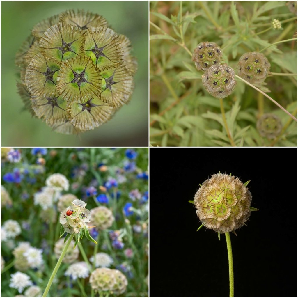 Scabiosa - Drumstick Pincushion seeds - Happy Valley Seeds