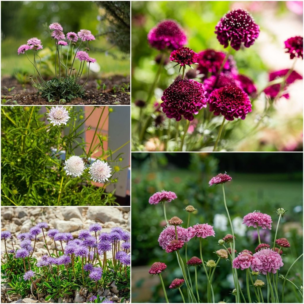Scabiosa - Dwarf Double Flowered Mixed seeds - Happy Valley Seeds
