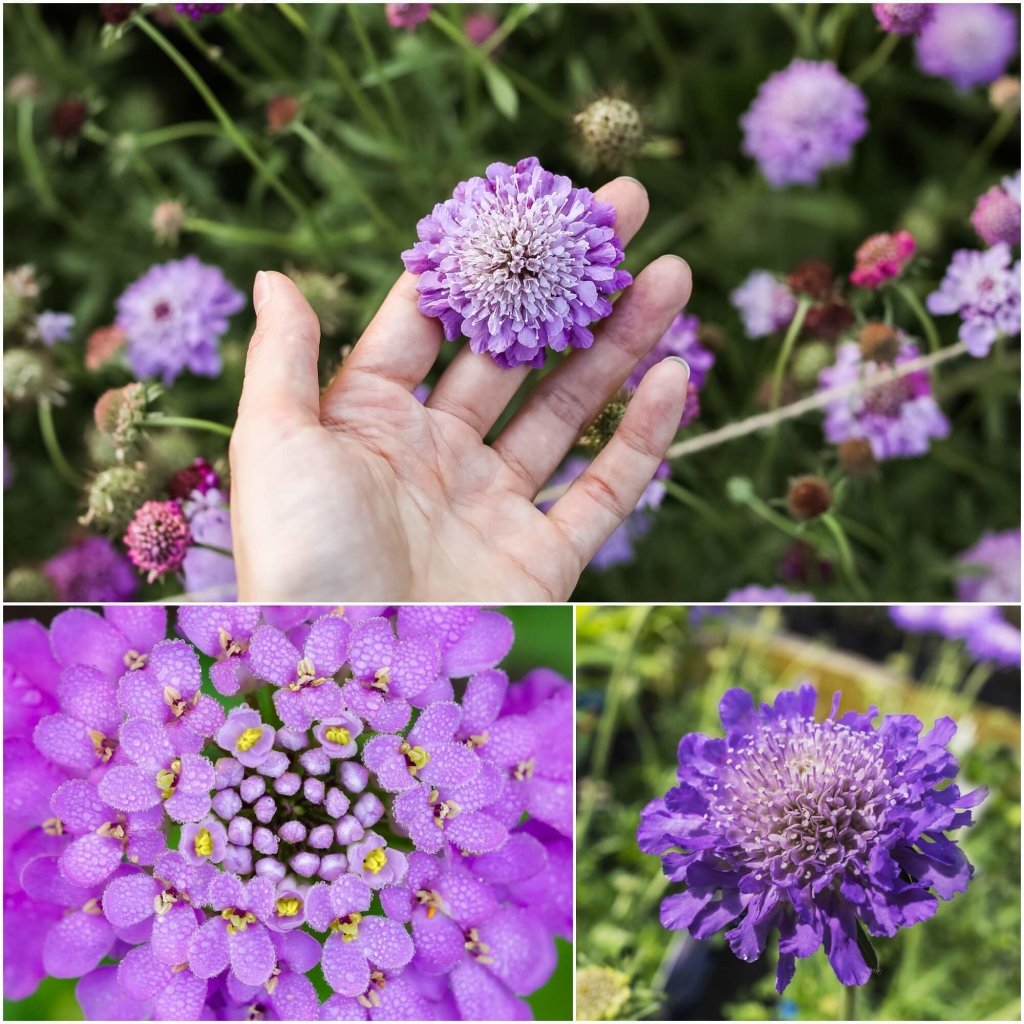 Scabiosa - Tall Double Lavender Blue Pincushion seeds - Happy Valley Seeds
