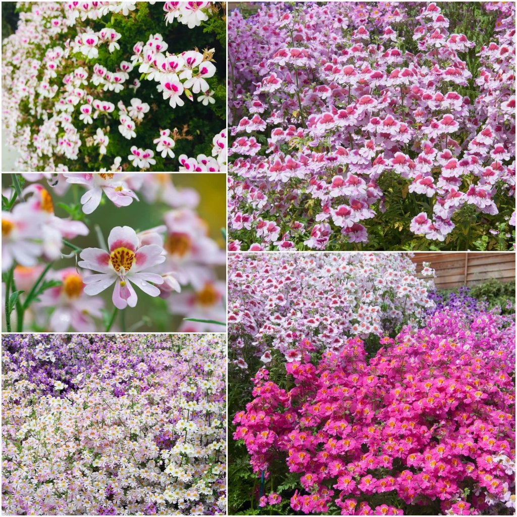 Schizanthus - Dr. Badgers Mixed seeds - Happy Valley Seeds