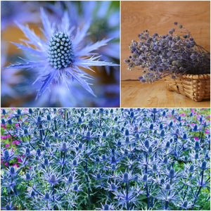 Sea Holly - Deep Blue seeds