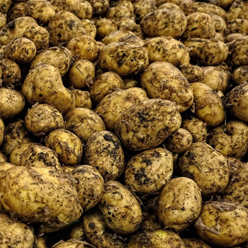 Seed Potato - Bismark - Happy Valley Seeds