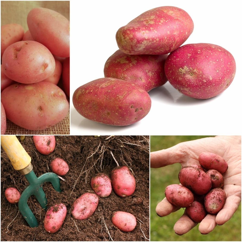 Seed Potato - Desiree - Happy Valley Seeds