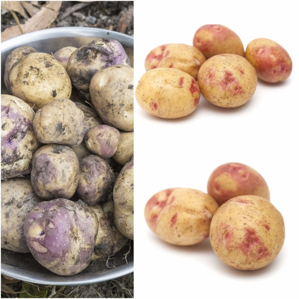 Seed Potato - Pink Eye - Happy Valley Seeds