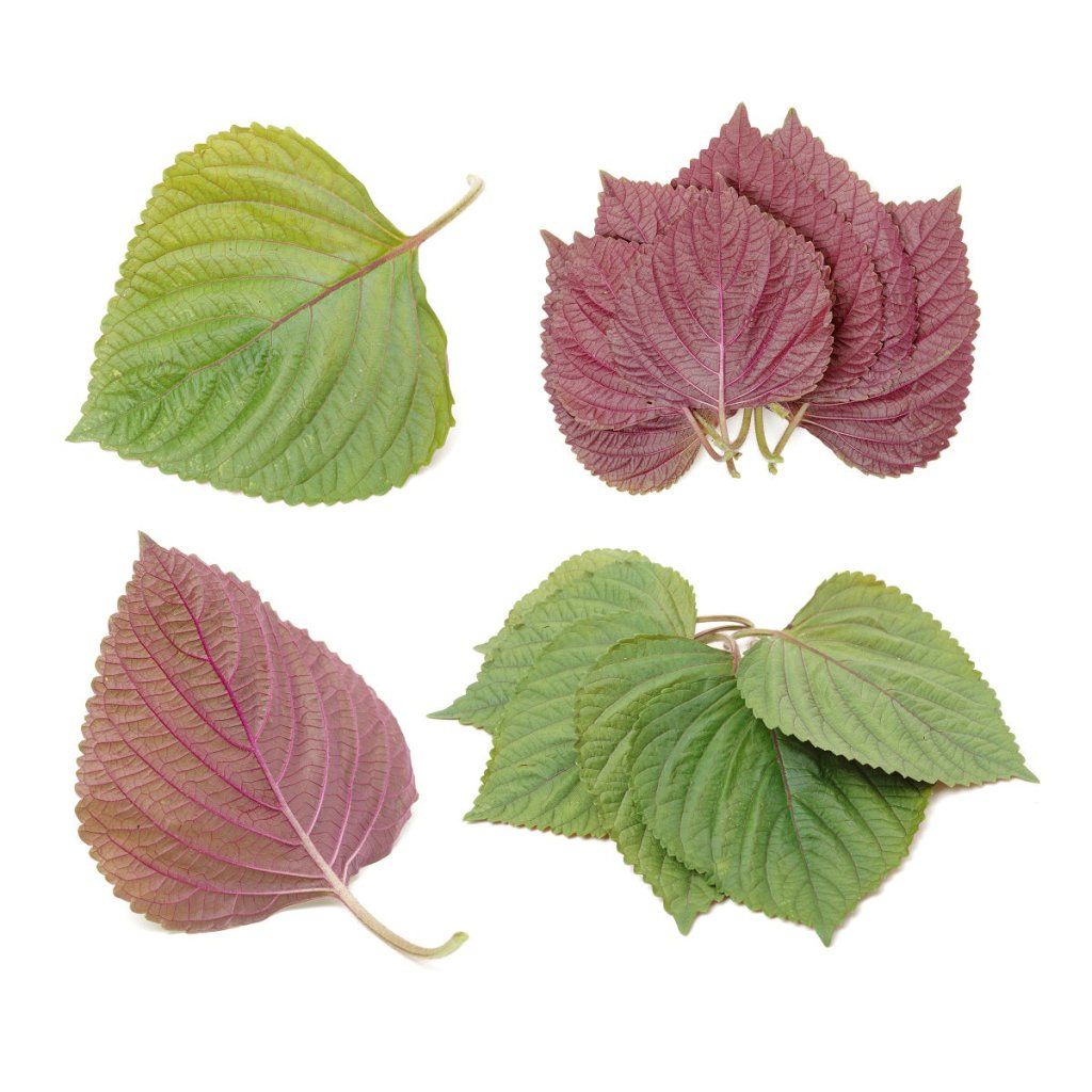 Shiso - Britton (Perilla) seeds - Happy Valley Seeds