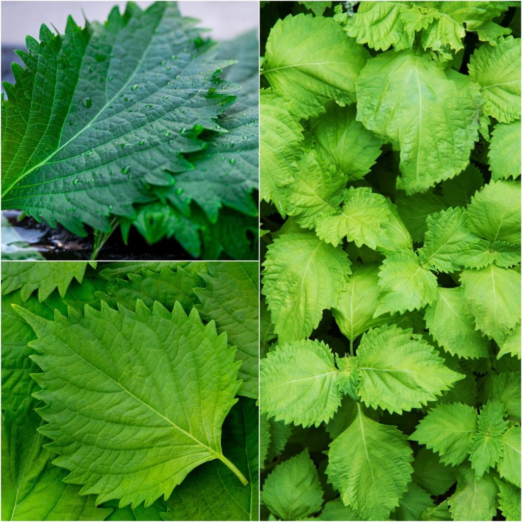 Shiso - Japanese Green (Perilla) seeds - Happy Valley Seeds