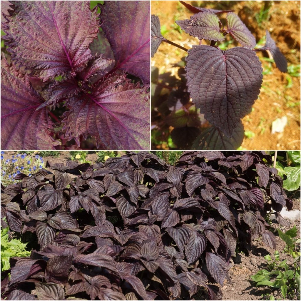 Shiso - Japanese Red (Perilla) seeds - Happy Valley Seeds
