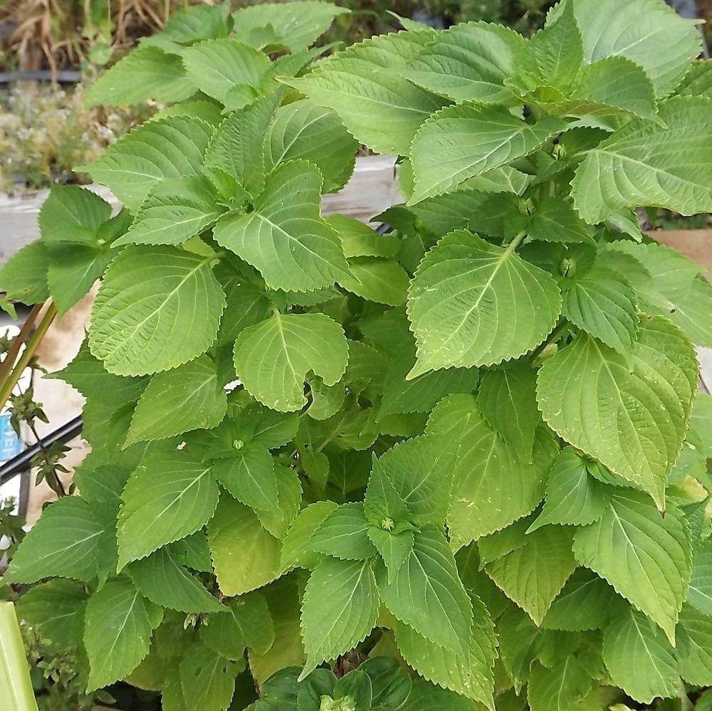 Shiso - Korean Green (Perilla) seeds