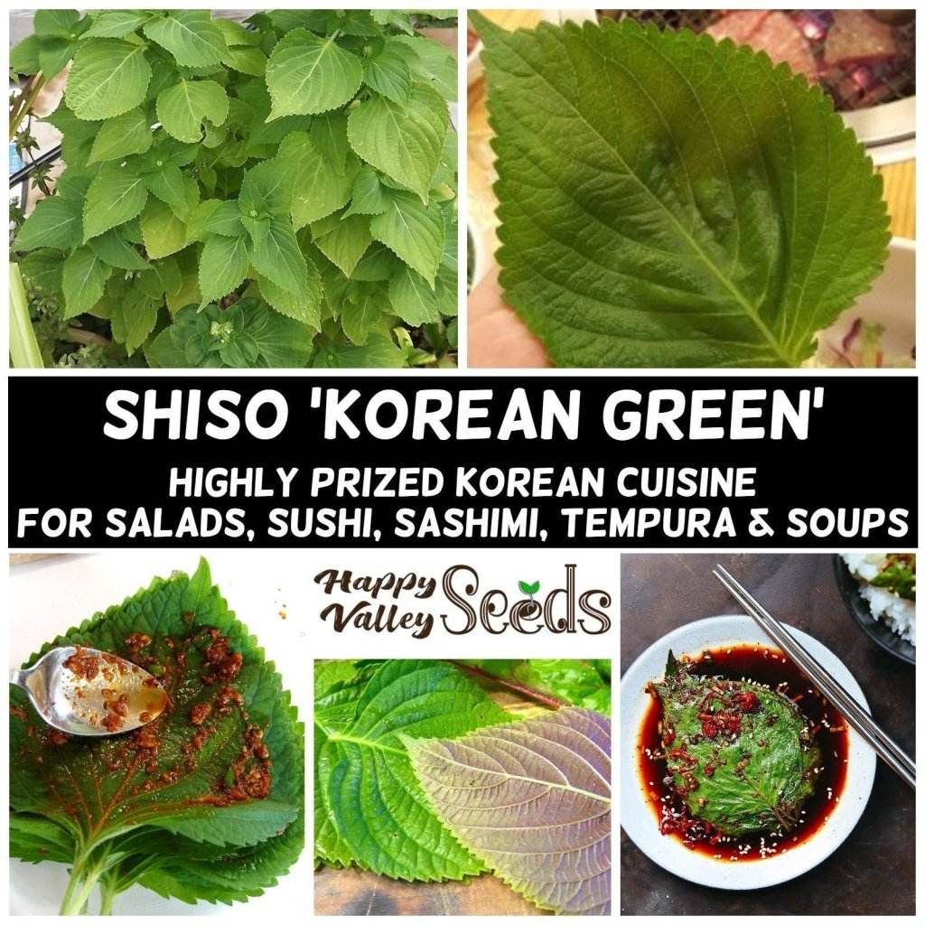 Shiso - Korean Green (Perilla) seeds
