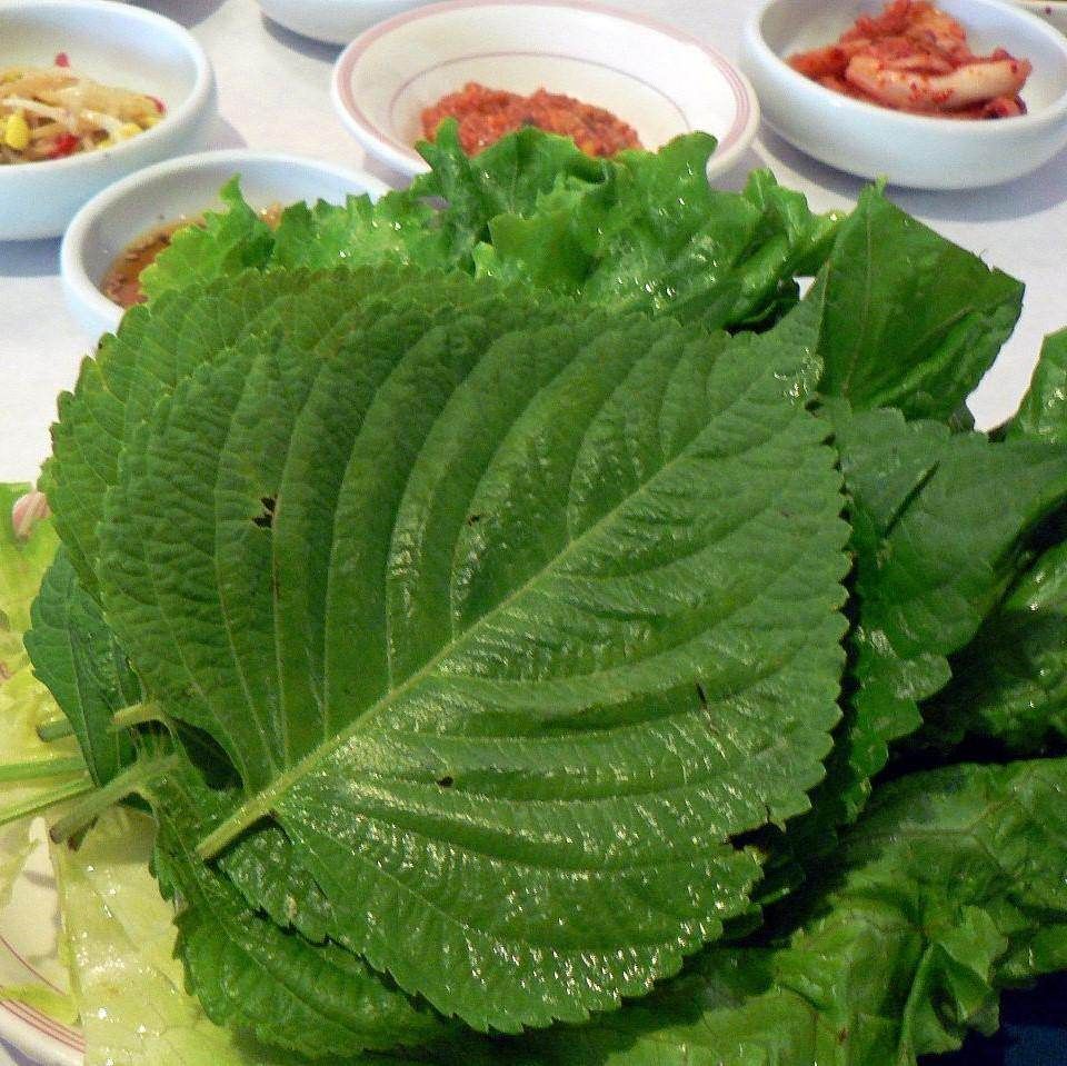 Shiso - Korean Green (Perilla) seeds