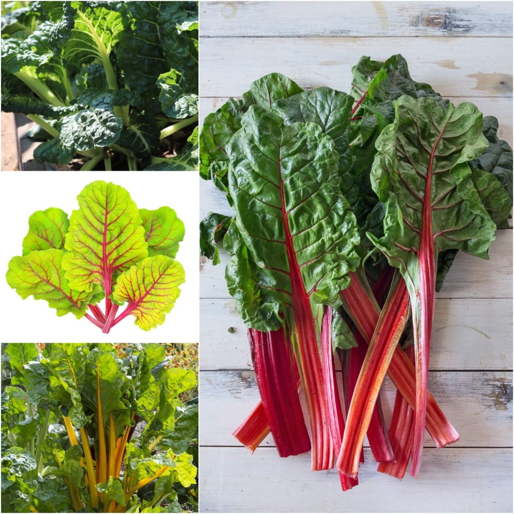 Silverbeet - Assorted 4 Packs seeds - Happy Valley Seeds