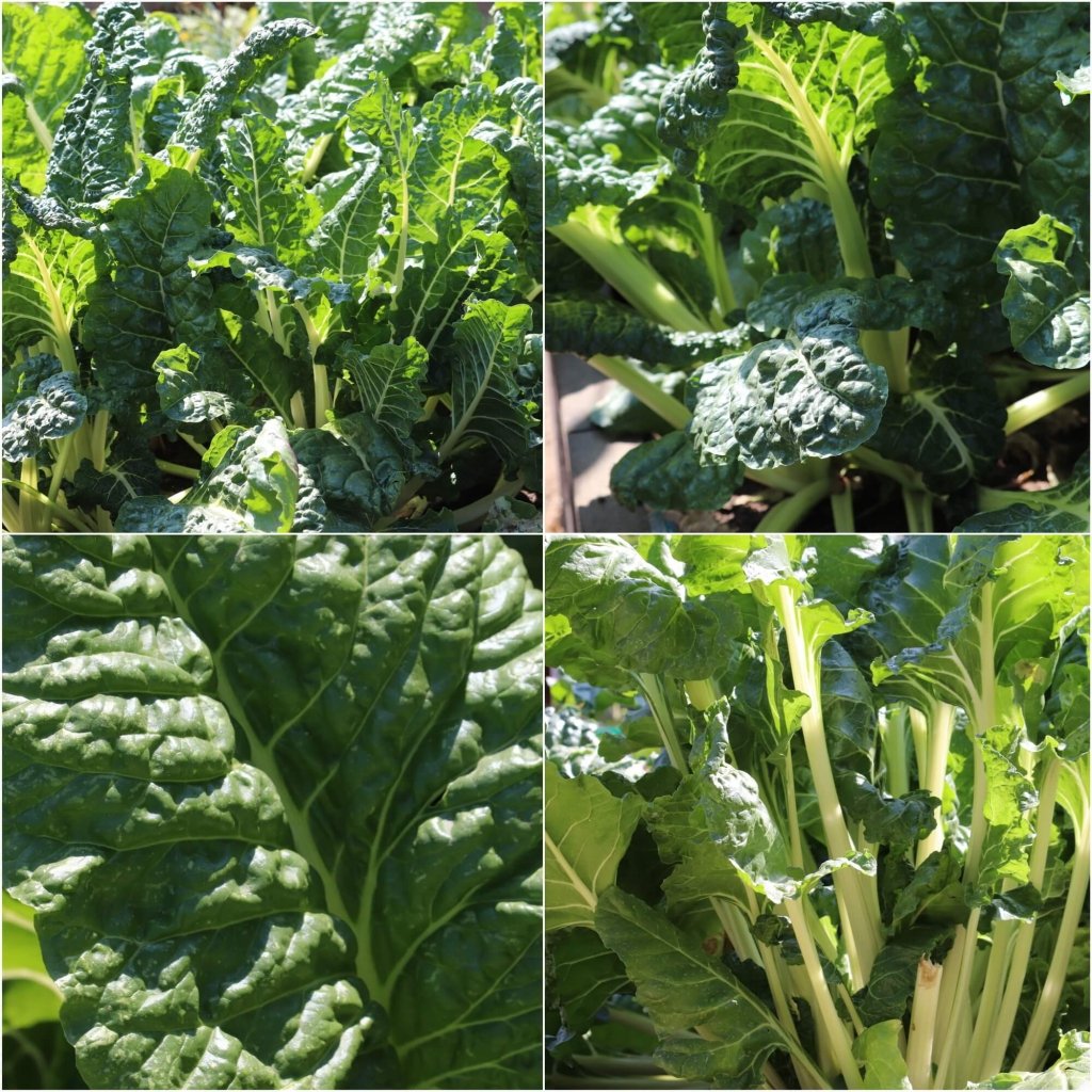 Silverbeet - Fordhook Giant seeds - Happy Valley Seeds