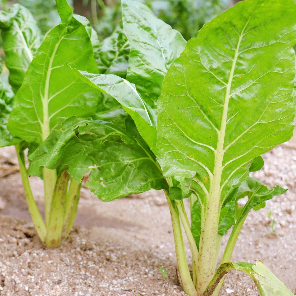 Silverbeet - Japanese Umaina seeds - Happy Valley Seeds