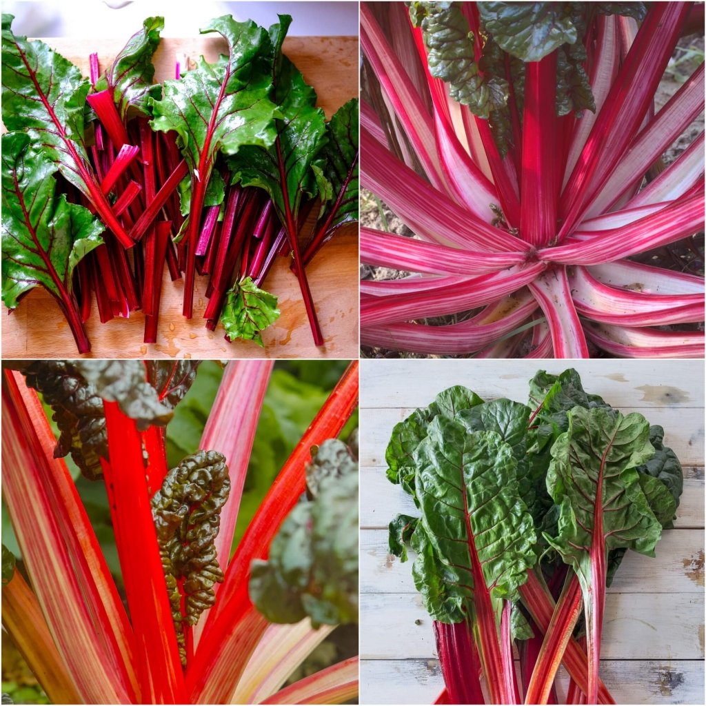 Silverbeet - Magenta seeds - Happy Valley Seeds