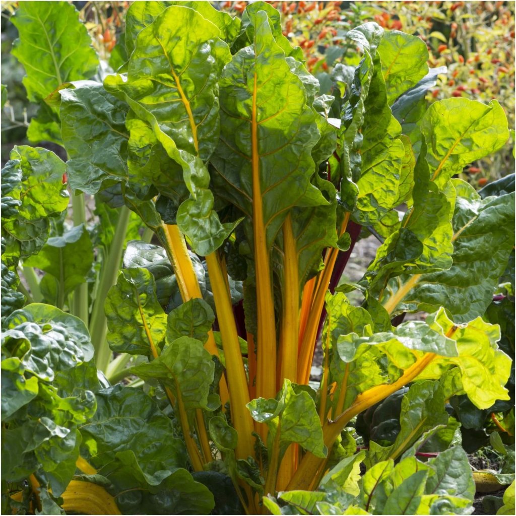 Silverbeet - Orange Fantasia seeds - Happy Valley Seeds