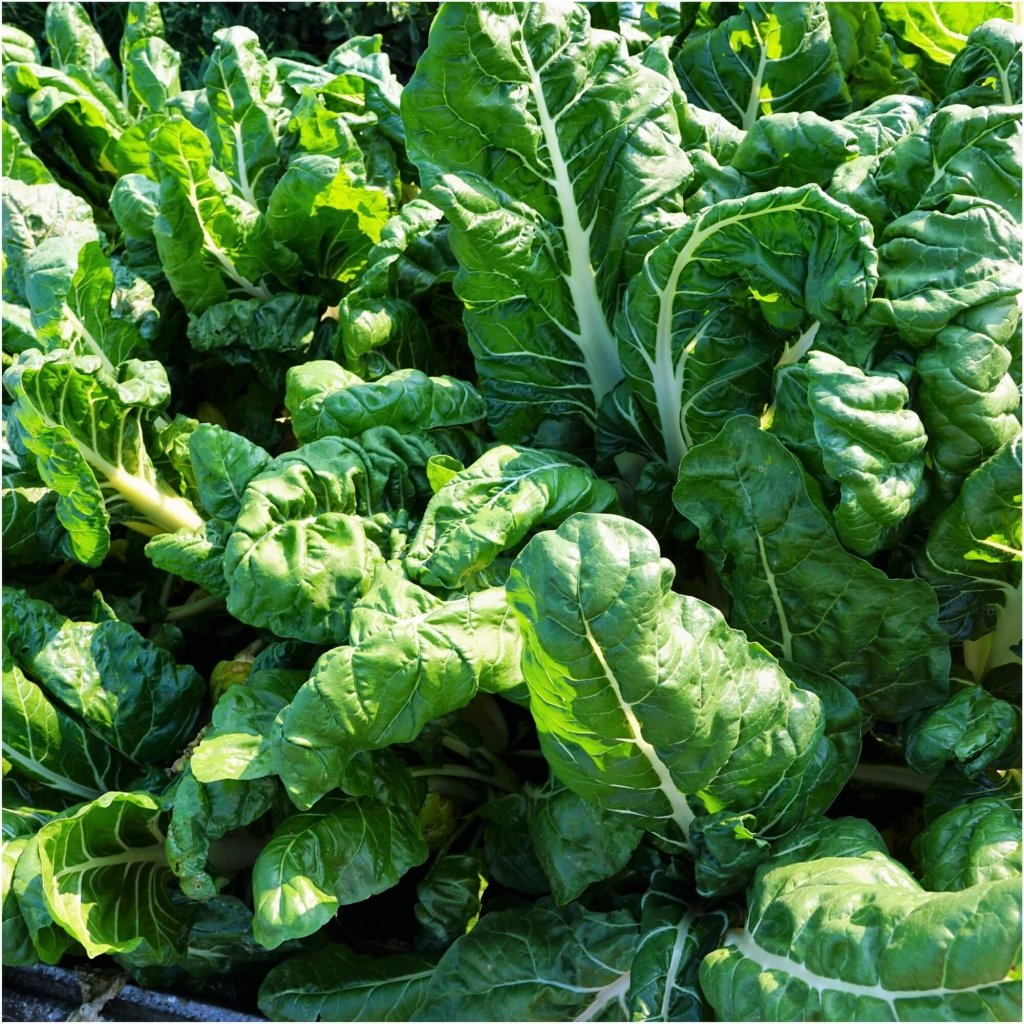 Silverbeet - Witerbi seeds - Happy Valley Seeds