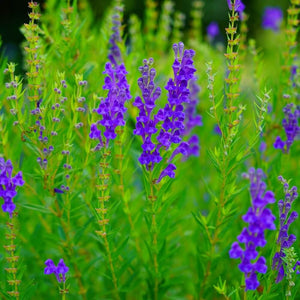 Skullcap Baical seeds