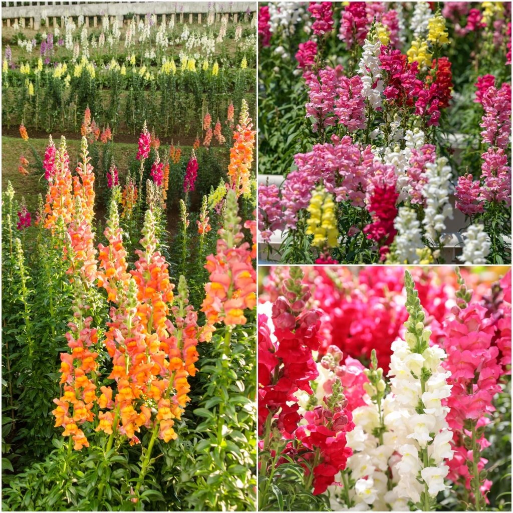 Snapdragon - Tetra Mixed seeds - Happy Valley Seeds