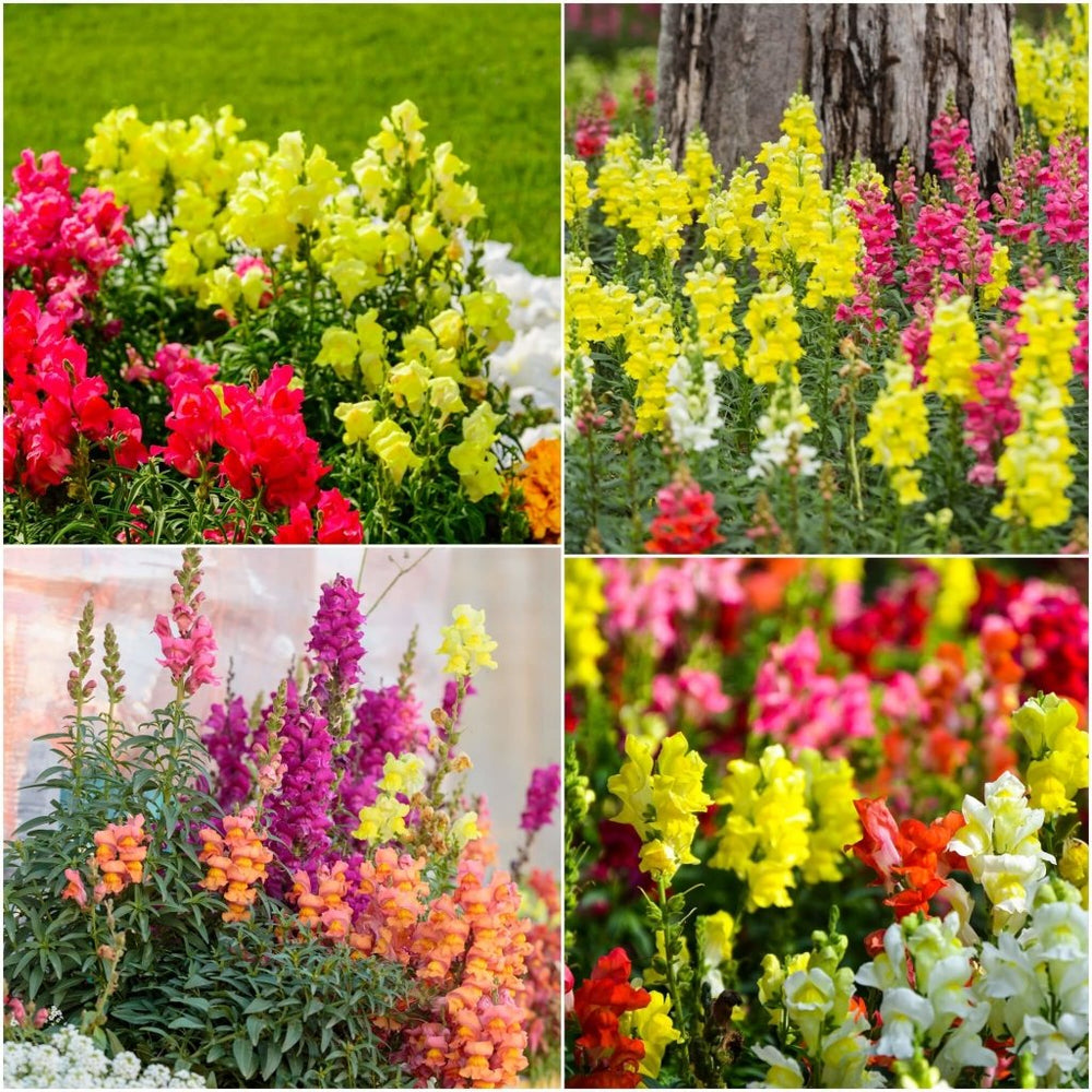 Flower Seeds Australia Huge Range For Sale Online Happy Valley Seeds