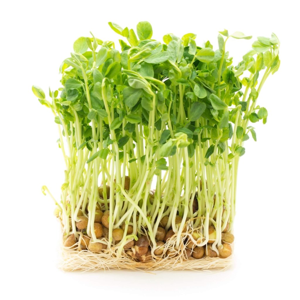 Snowpeas - Kaspa Dunn seeds (Sprout) - Happy Valley Seeds