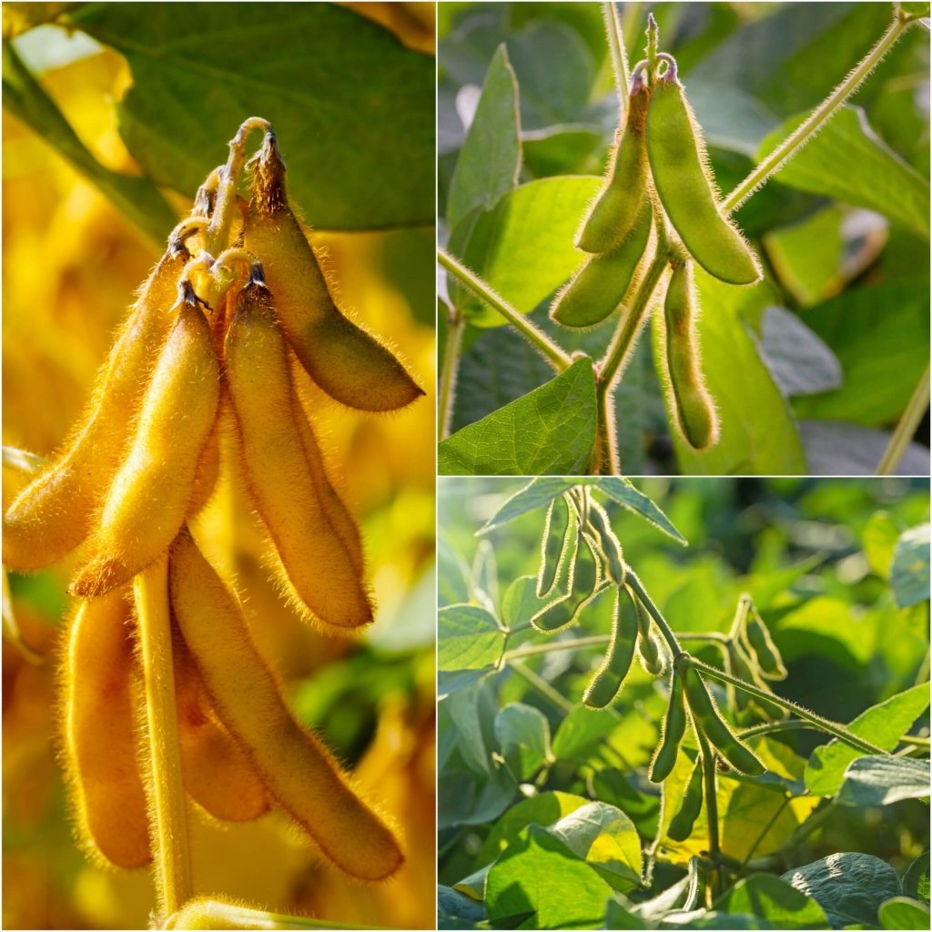 Soyabean - Edamame seeds - Happy Valley Seeds